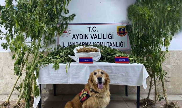 Nazillide uyuşturucu operasyonu: 1 yakalama