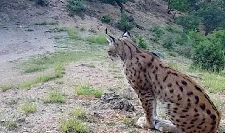 Nesli koruma altındaki vaşak, fotokapanla görüntülendi