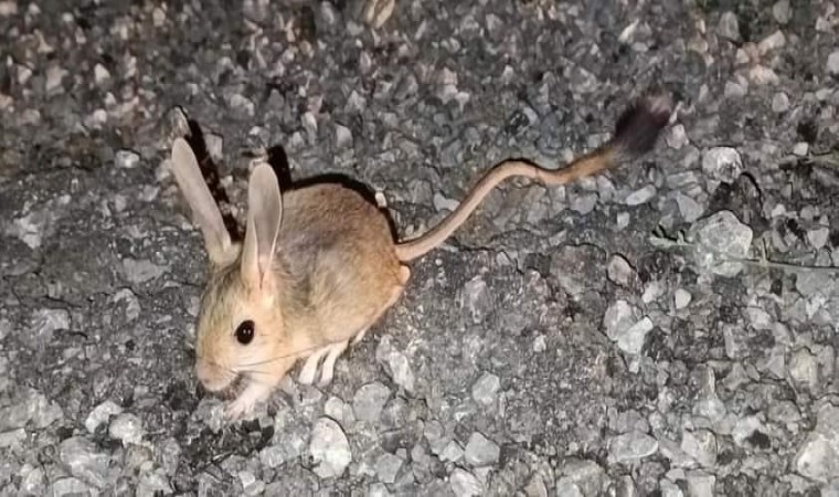 Nesli tükenmekte olan Arap tavşanı Erzincanda görüntülendi