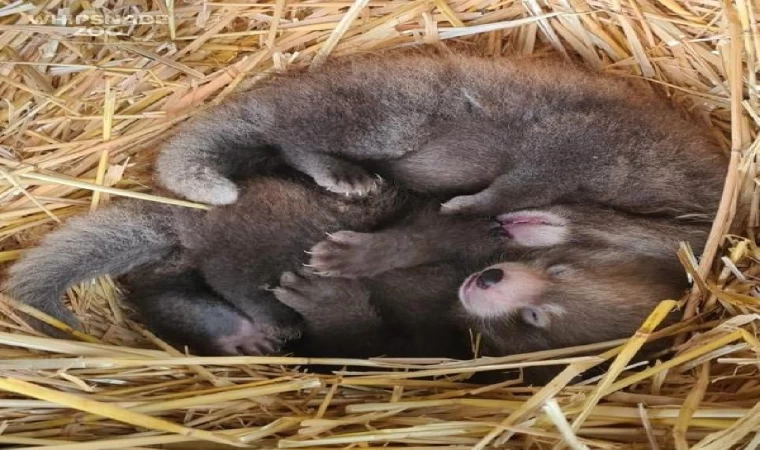 Nesli tükenmekte olan kızıl panda nüfusuna ikiz yavru katıldı