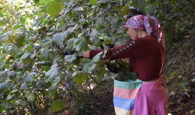 Ordu’da erken fındık hasadı