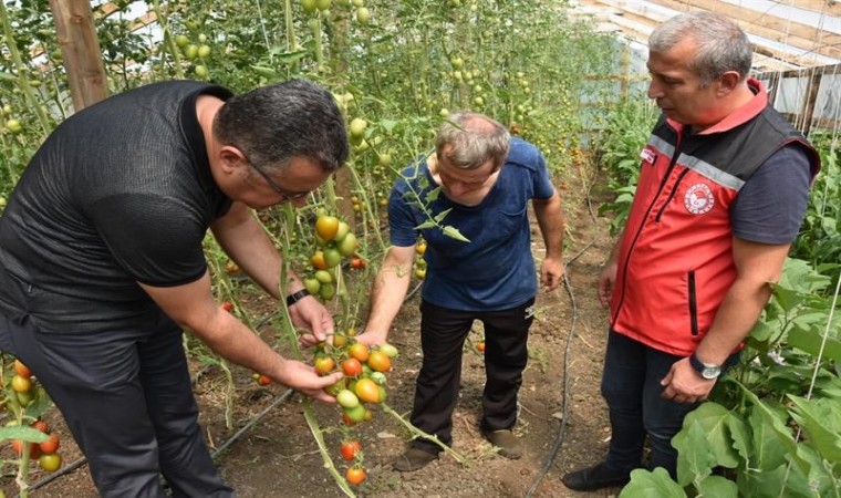 Orduda örtü altı yetiştiriciliği 9 yılda yüzde 80 arttı