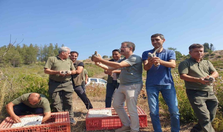 Osmaniyede 500 kınalı keklik doğayla buluşturuldu