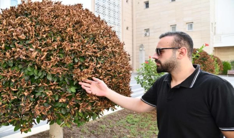 Osmaniye’de aşırı sıcaklar nedeniyle süs ağaçlarının yaprakları kurudu