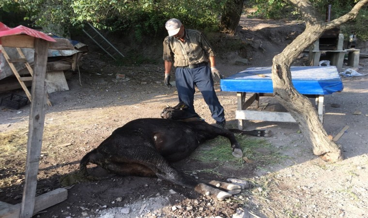 Otlamaya çıkıp, küflenmiş kuru ekmek yiyen inekler çatlayıp telef oldu