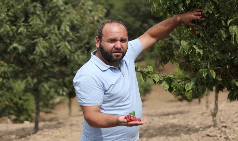 (Özel) Kızılcıkta hasat zamanı