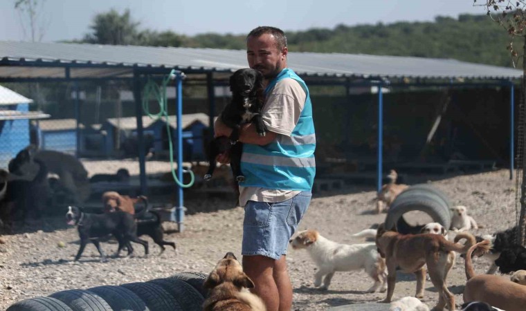 (Özel) Pandemide dost ve arkadaş olan cins köpekler kaderine terk edildi, yüzlerce üretim çiftliği kapandı