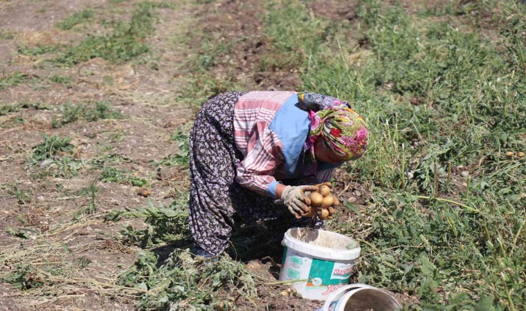 Patates diyarı Boluda hasat başladı