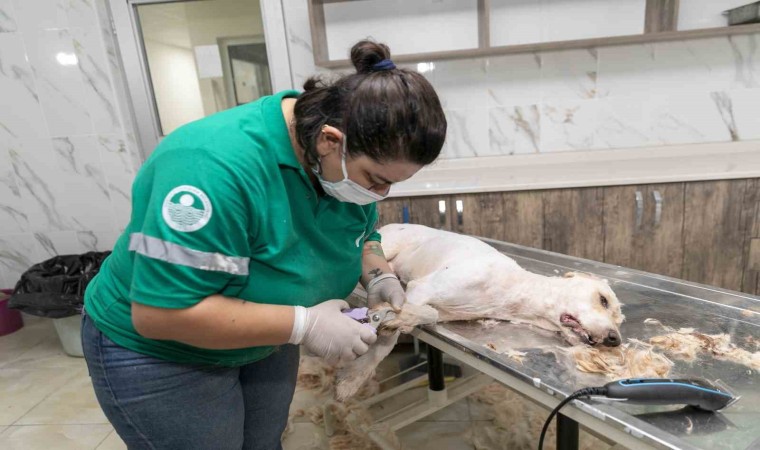 Patili dostların sağlığı ve konforu için özel hizmet: Pet Kuaför