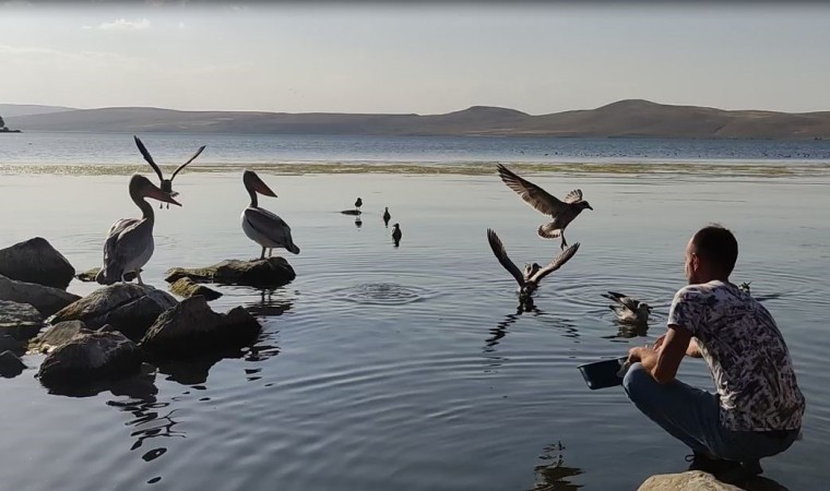 Pelikanlar Akçakale Adasının maskotu oldu