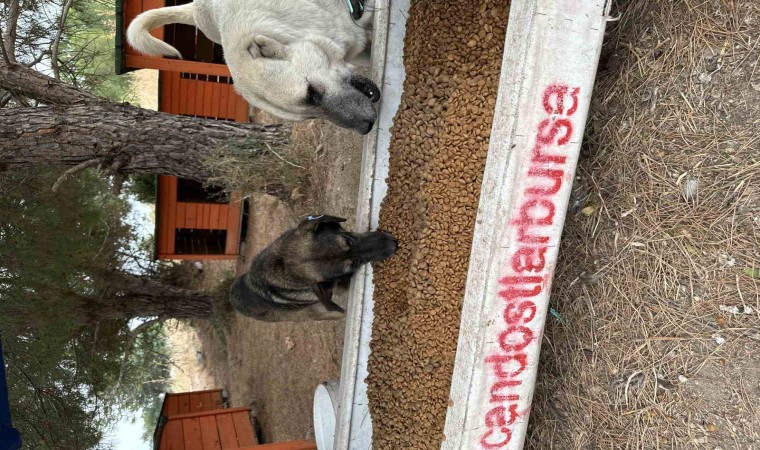 Perseid metor yağmurunda sokak hayvanları için yüzlerce kilo mama topladılar