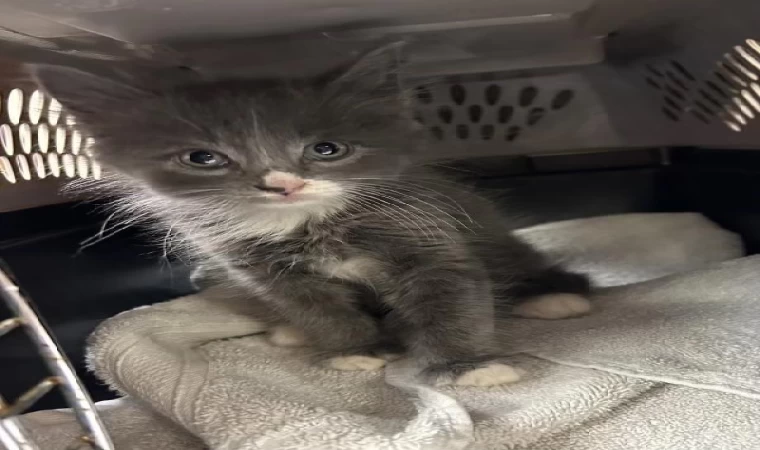 Polis, çalıntı aracın içinde bulduğu kedi yavrusunun sahibini arıyor