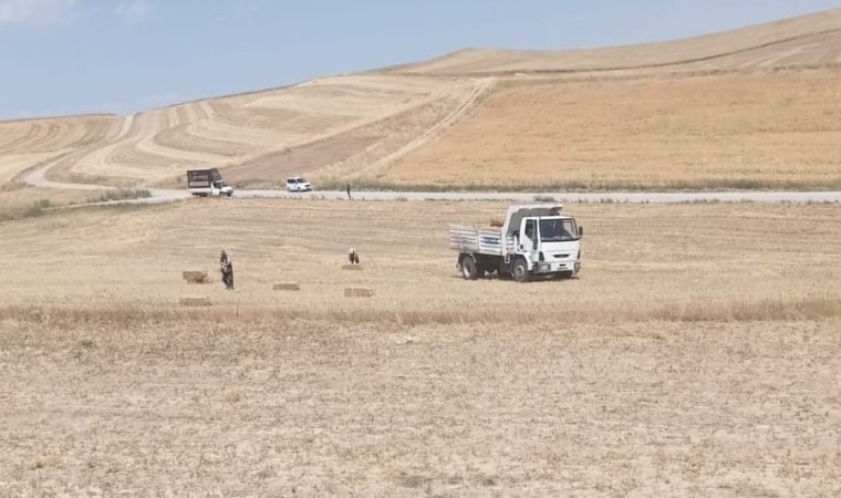 Pursaklar Belediyesi, buğday haşatından kalanları hayvanlara veriyor