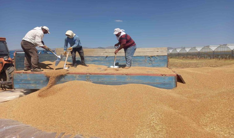 Sandıklıda arpa ve buğday alımı sürüyor