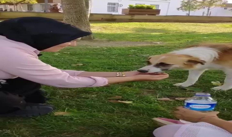 Sıcaktan bunalan köpeğe elleriyle su içirdi