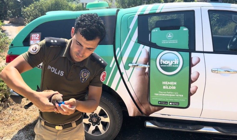 Sıcaktan ölmek üzere olan kerkenezi polis hayata döndürdü