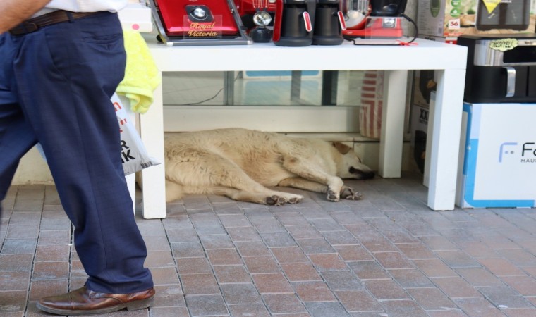 Sıcaktan yorgun düşen sevimli köpek masa altına sığındı