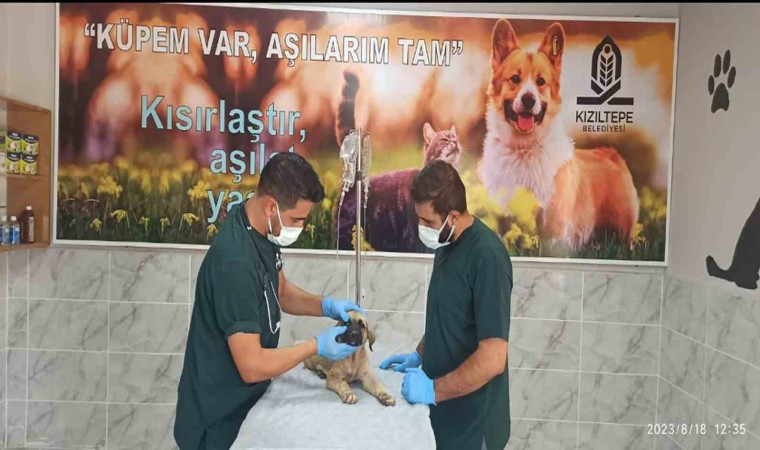 Şiddette maruz kalan köpek tedavi altına alındı, şüpheli şahıs serbest bırakıldı