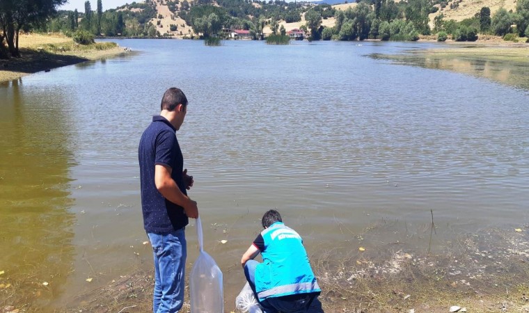 Simavda 10 gölete 30 bin yavru sazan balığı bırakıldı