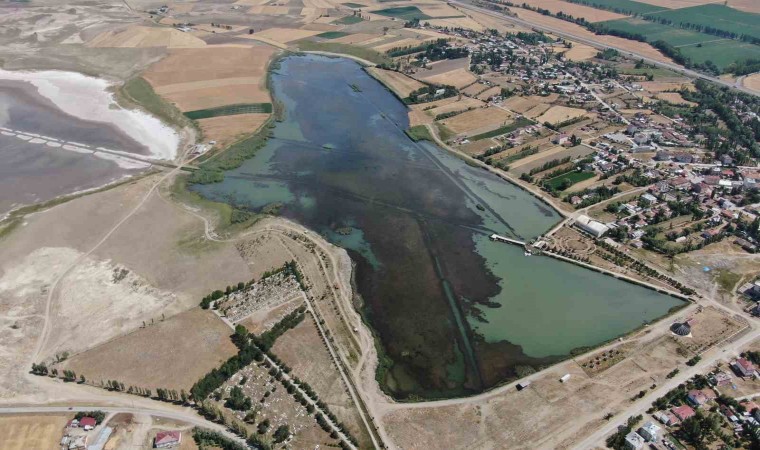 Sivasta ilginç doğa olayı, göl yosunla kaplandı