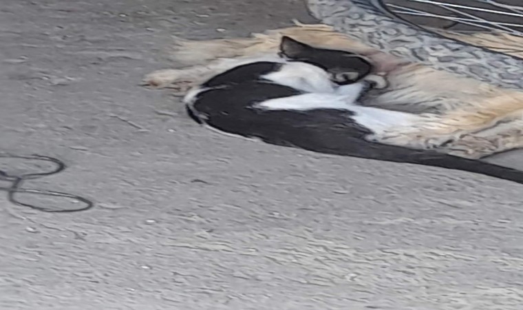 Sökede yavru kediyi emziren köpek yürekleri ısıttı