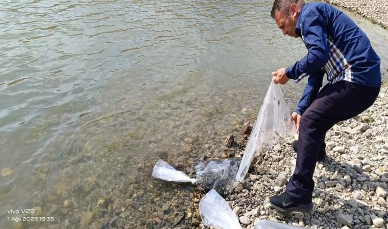 Şuhutta göletlere 115 bin yavru sazan balığı bırakıldı