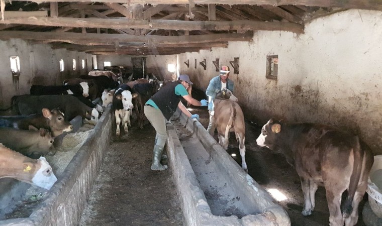 Sungurluda şap nedeniyle 15 köy karantinaya alındı