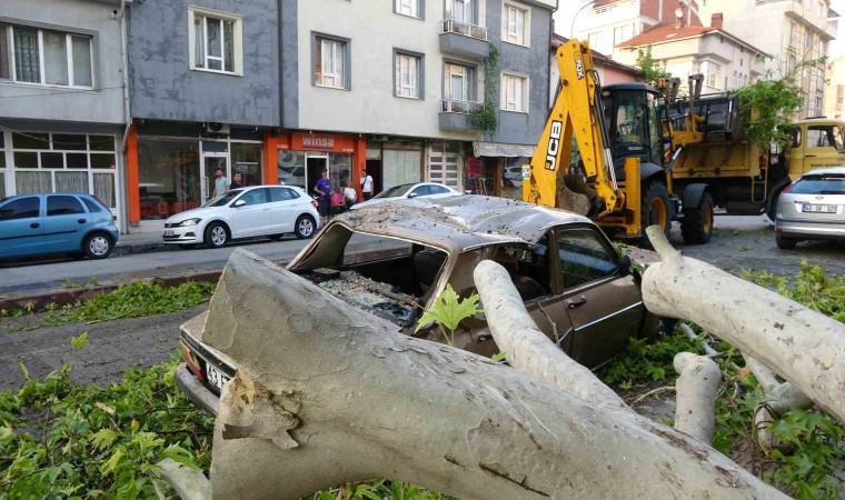 Tavşanlıda asırlık ağacın dalı kırılarak araçların üzerine düştü