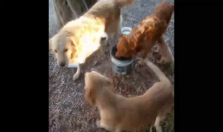 Tel örgüleri kesip yıllardır okulda beslenen 2 köpeği çaldılar