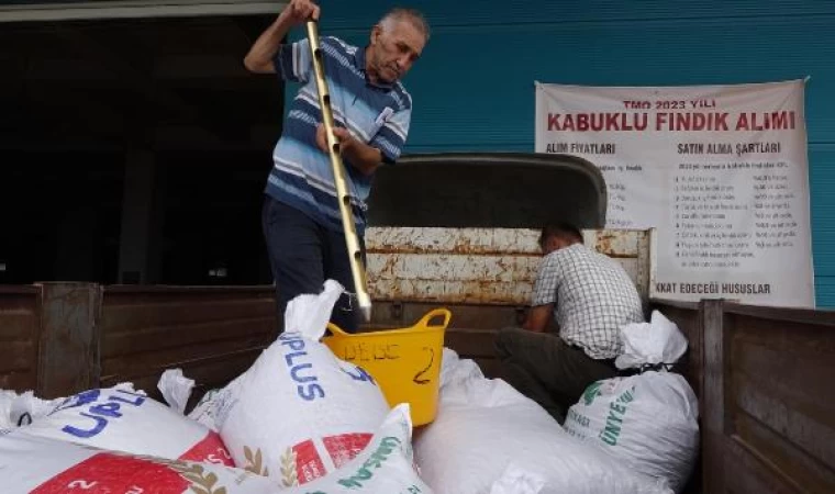 Trabzon’da TMO fındık alımları başladı