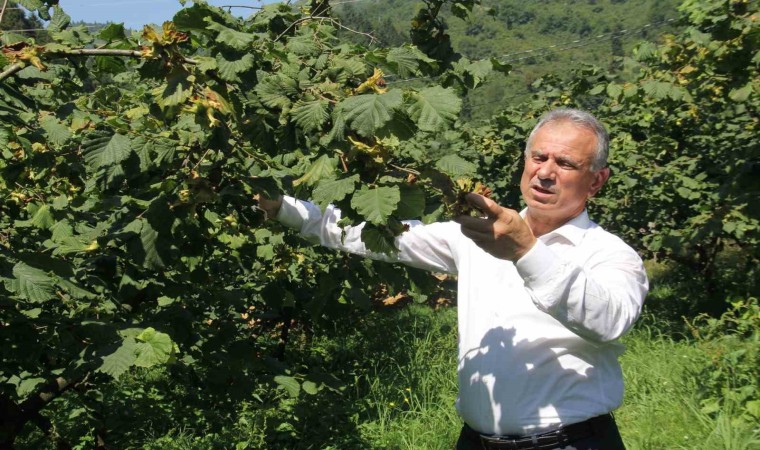 TTB Başkanı Eyyüp Ergan: “Açıklanan fındık fiyatları piyasa şartlarına göre uygundur”