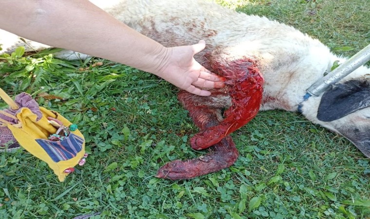 Tüfekle vurulduğu iddia edilen köpek kanlar içinde bulundu