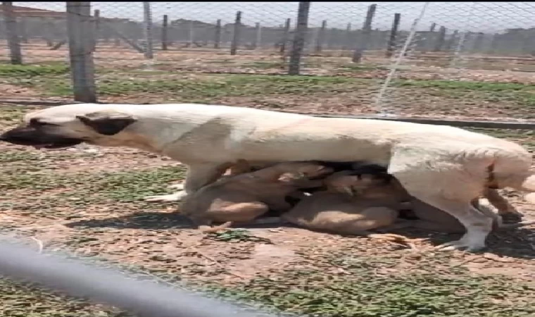 Türk ırkı köpek sahibi olmak için 6 ay sıra bekliyorlar