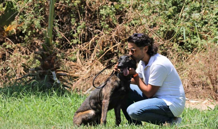 Türkiyede nadir bulunup barınaktan kaçan Dutch Shepherd cinsi köpek için seferber oldular