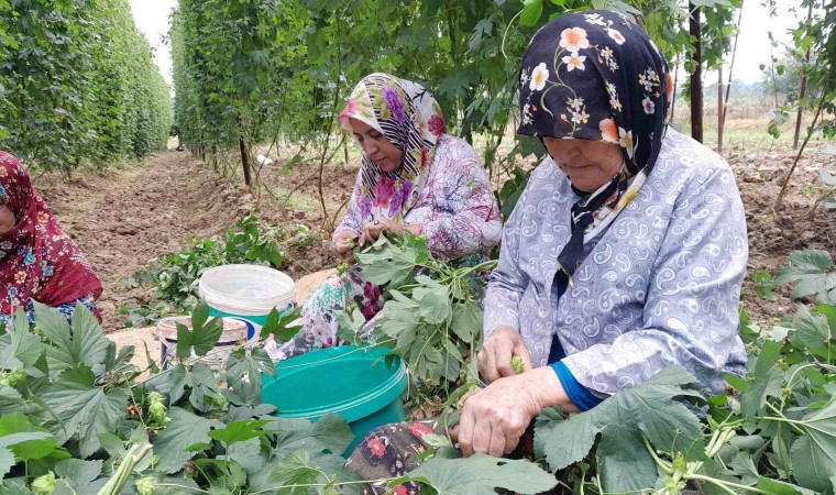 Türkiyede sadece Bilecikte yetişen endüstriyel bitki şerbetçi otunun hasadı başladı