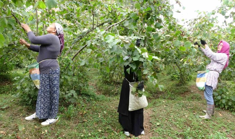 Üreticilerden fındık fiyatı değerlendirmesi