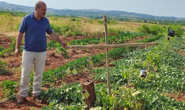 Ürünlerini domuzlardan boş tenekeyle koruyorlar