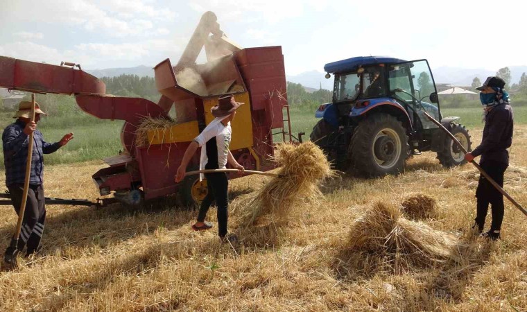 Vanda arpa hasadı başladı