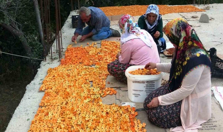 Vanda kayısı kurutma dönemi