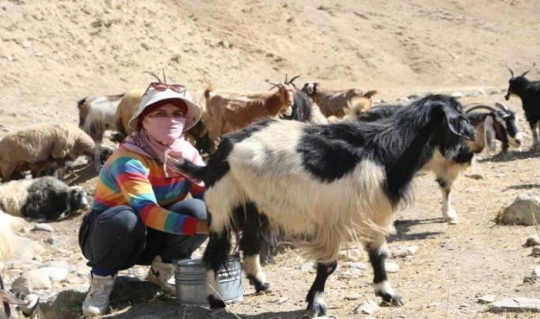 Veterinerlik öğrencisi Nimet, yaylada annesiyle birlikte koyun, keçi sağıyor