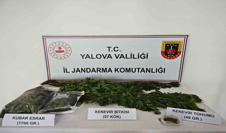 Yalovada kenevir yetiştirilen villaya operasyon: 1 tutuklama