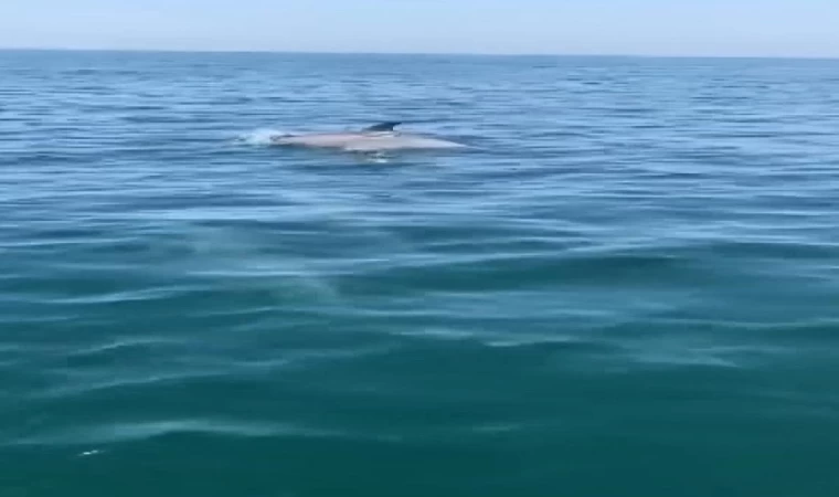 Yalova’da, yunusların dansı kamerada