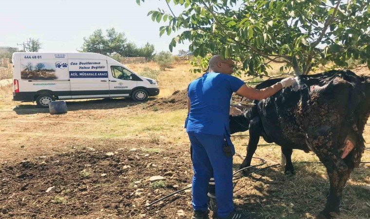 Yangından etkilenen hayvanlara tıbbi müdahale