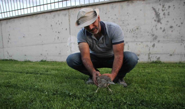 Yaralı bulunan balaban kuşu tedavi altına alındı