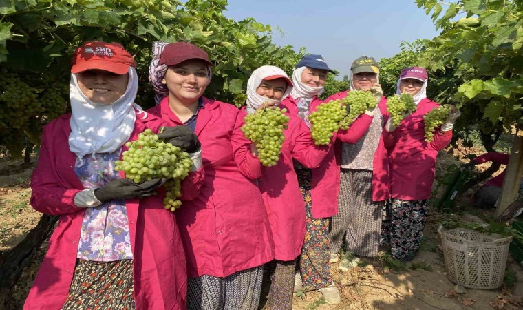 Yaş üzümde ihracat hedefi 200 milyon doların üzerinde