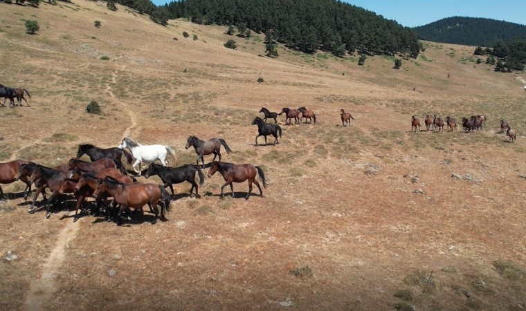 Yaylaların özgür ruhları yılkı atlarının oluşturduğu görsel şölen böyle görüntülendi