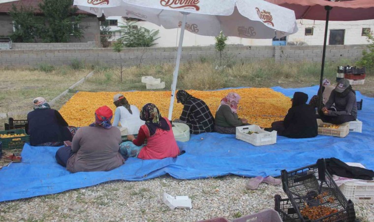 Yaz meyvesi ‘kayısı hasat sonrası kurutulup kışa hazırlanıyor