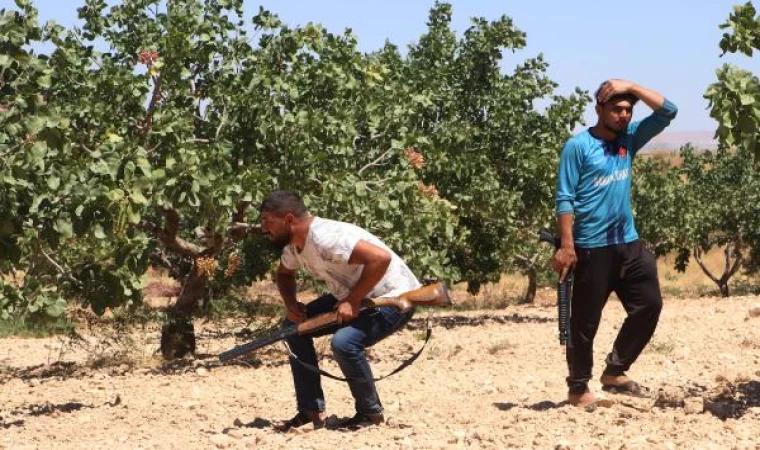 ’Yeşil altın’ Antep fıstığını günlük 1000 TL’ye koruyorlar