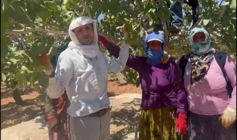 Yeşil altın Antepfıstığında ilk hasat davul zurna eşliğine başladı