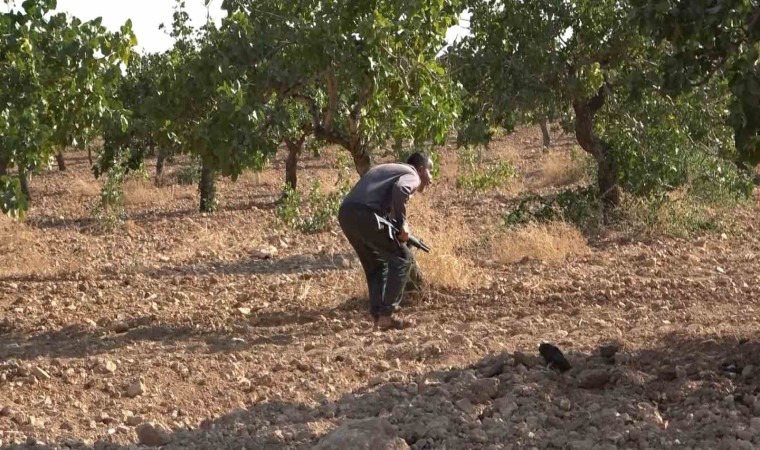 ‘Yeşil altın için 7 gün 24 saat silahlı nöbet